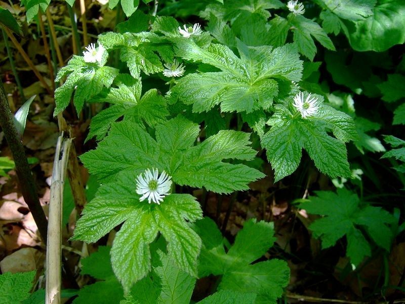 Golden Seal plant
