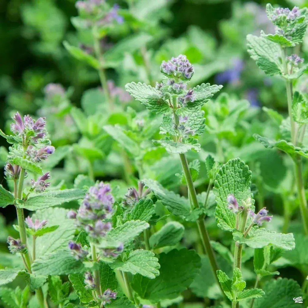 Catnip ~ Cats & Children