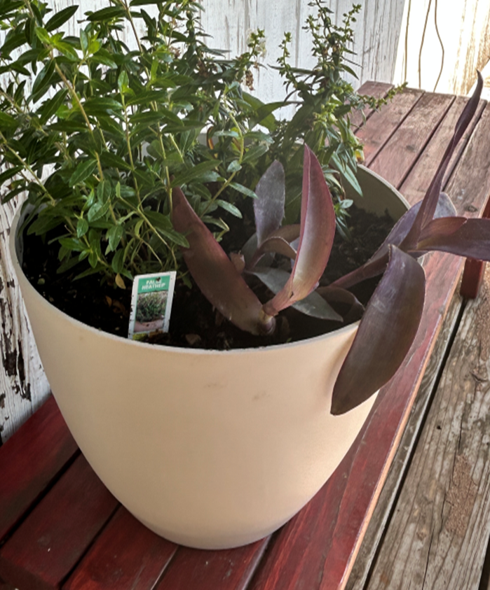 plant in white pot sitting outside on a bench