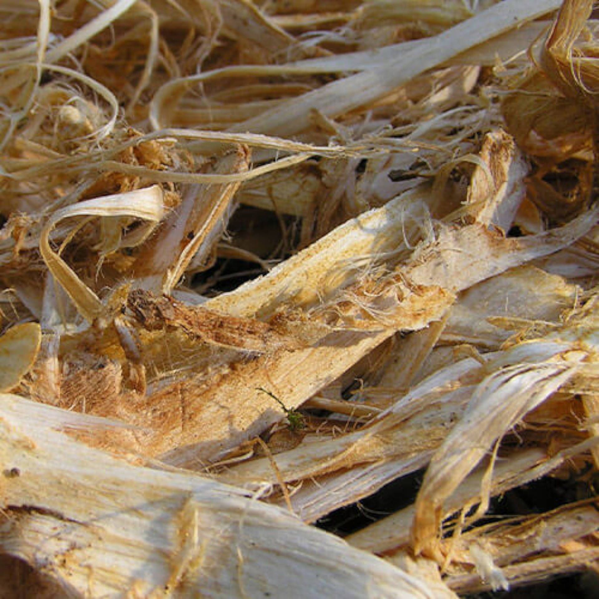 Slippery Elm