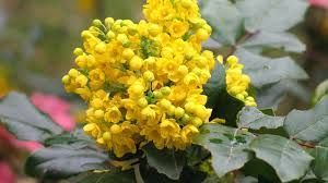 a picture of unripe oregon grape plants