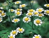 small white flower with yellow middle in green leaves