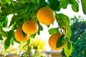 grapefruit tree; rich fruit hanging ready to be picked