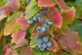 an image of ripe oregon grapes 