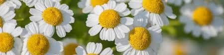 A close up of a bunch of daisies with yellow centers.