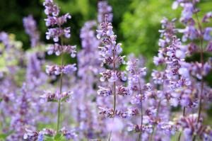 long flower stems with purple blooms