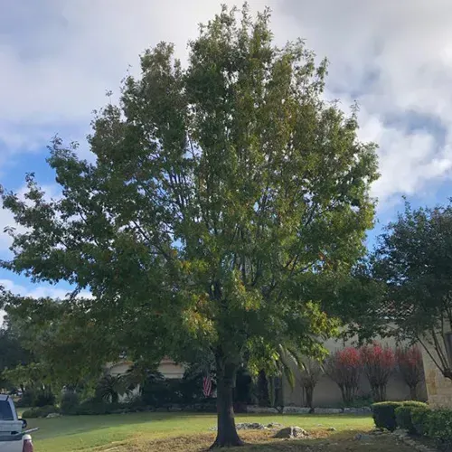 Large tree with green leaves in a yard with a blue sky background.