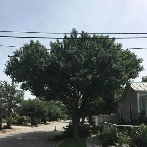 Large tree in the middle of a street with power lines, small house on the right, and blue sky.