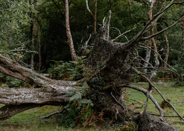Uprooted tree trunk and tangled roots in a green forest clearing