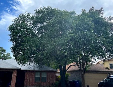 Large, leafy tree in front of brick and tan houses, under a cloudy sky.