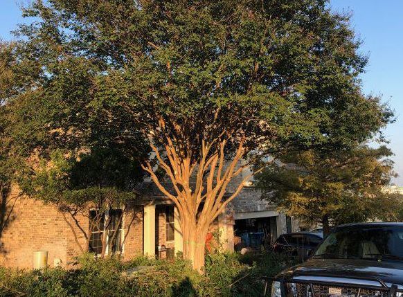 Large tree in front of a stone house; a car is parked to the right.