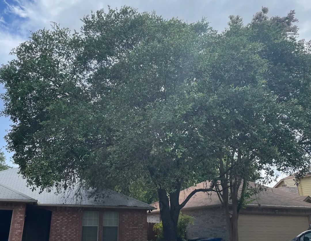 Large tree with dense green foliage towering over houses. Cloudy sky.