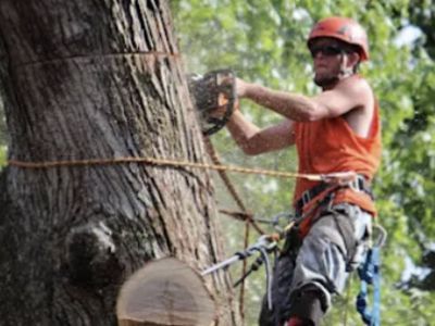 Arborist uses chainsaw on tree, wearing safety gear and harness.