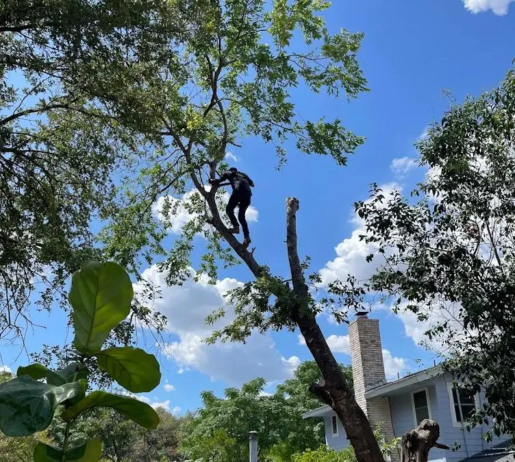 Person pruning a tall tree in a sunny yard beside a house under a blue sky