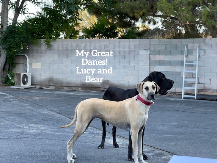 Two dogs in front of wall reading “My Great Danes! Lucy and Bear”