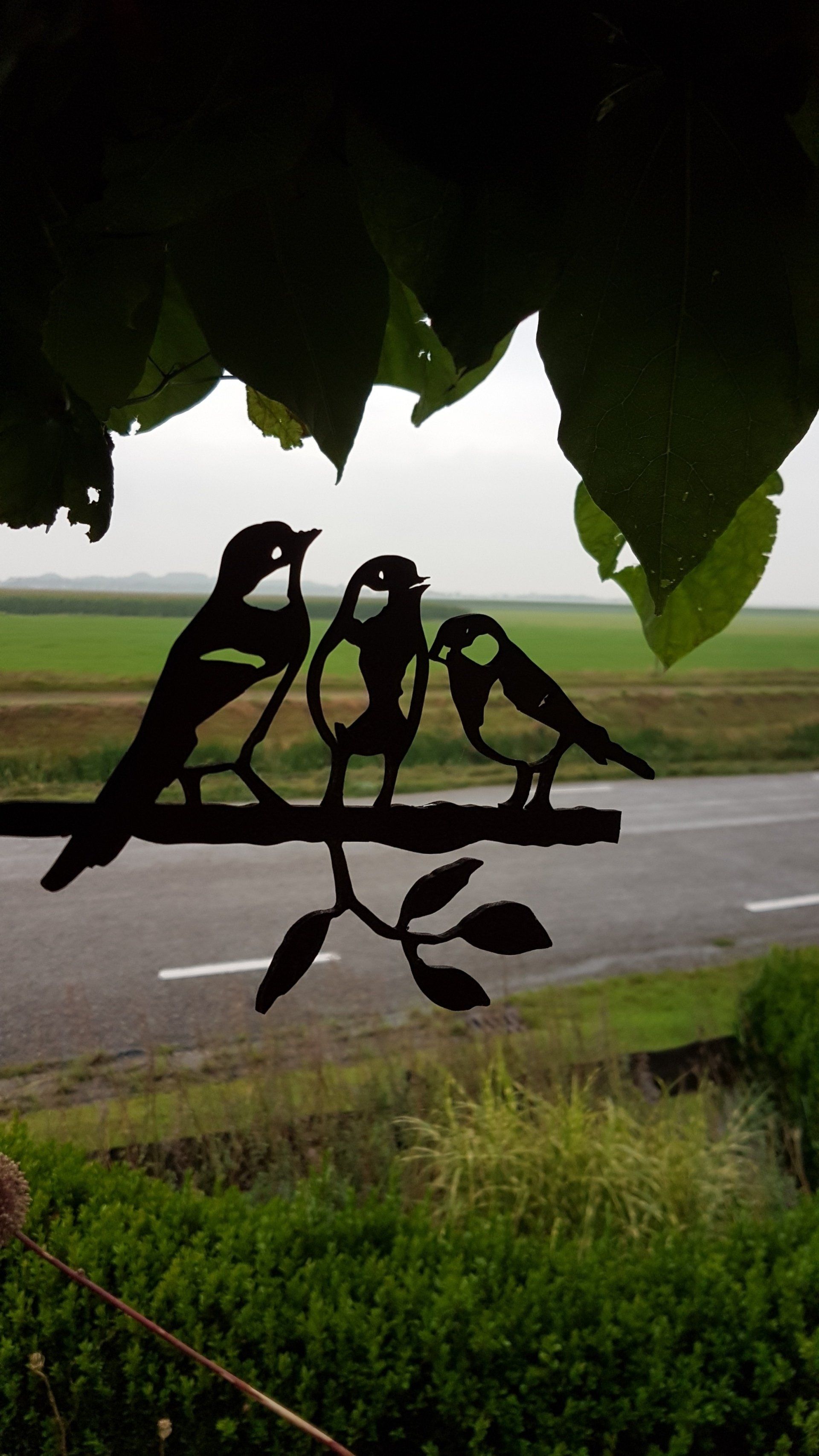 Een paar vogels zitten op een tak naast de weg.