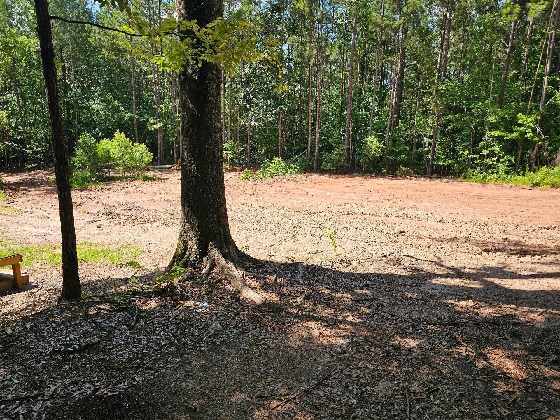 A cleared, dirt area in a forest, with trees and sunlight.