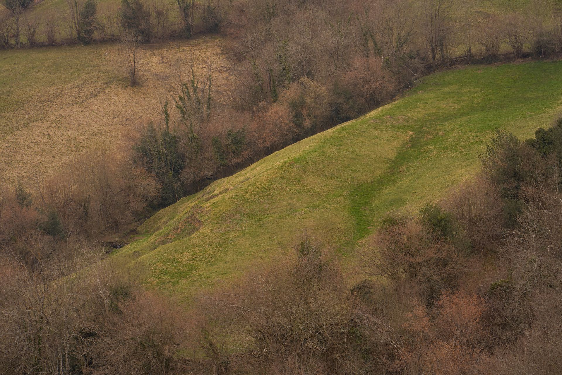 Grassy hillside with bare trees and brown fields in the background.
