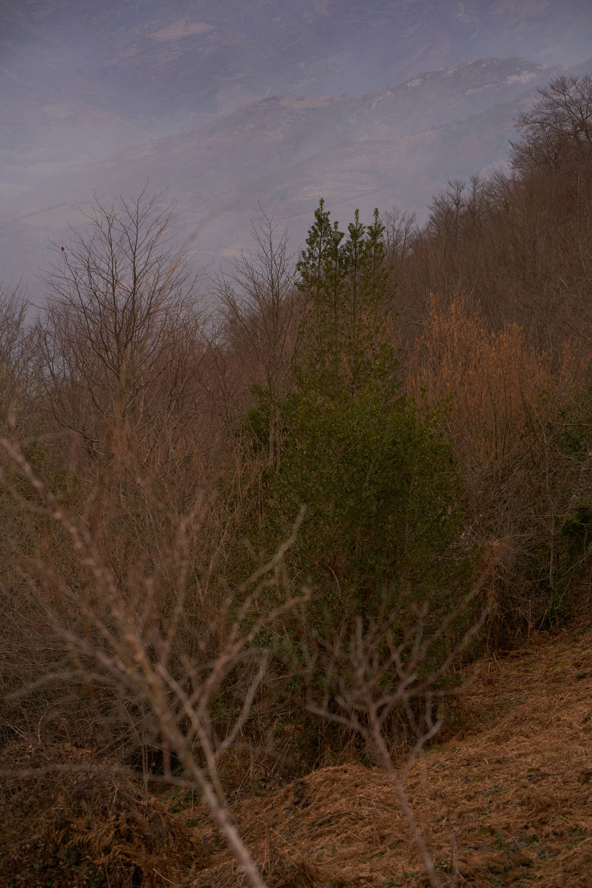 Hills shrouded in mist. Trees in foreground, some bare branches, others evergreen.  Brown and green tones.