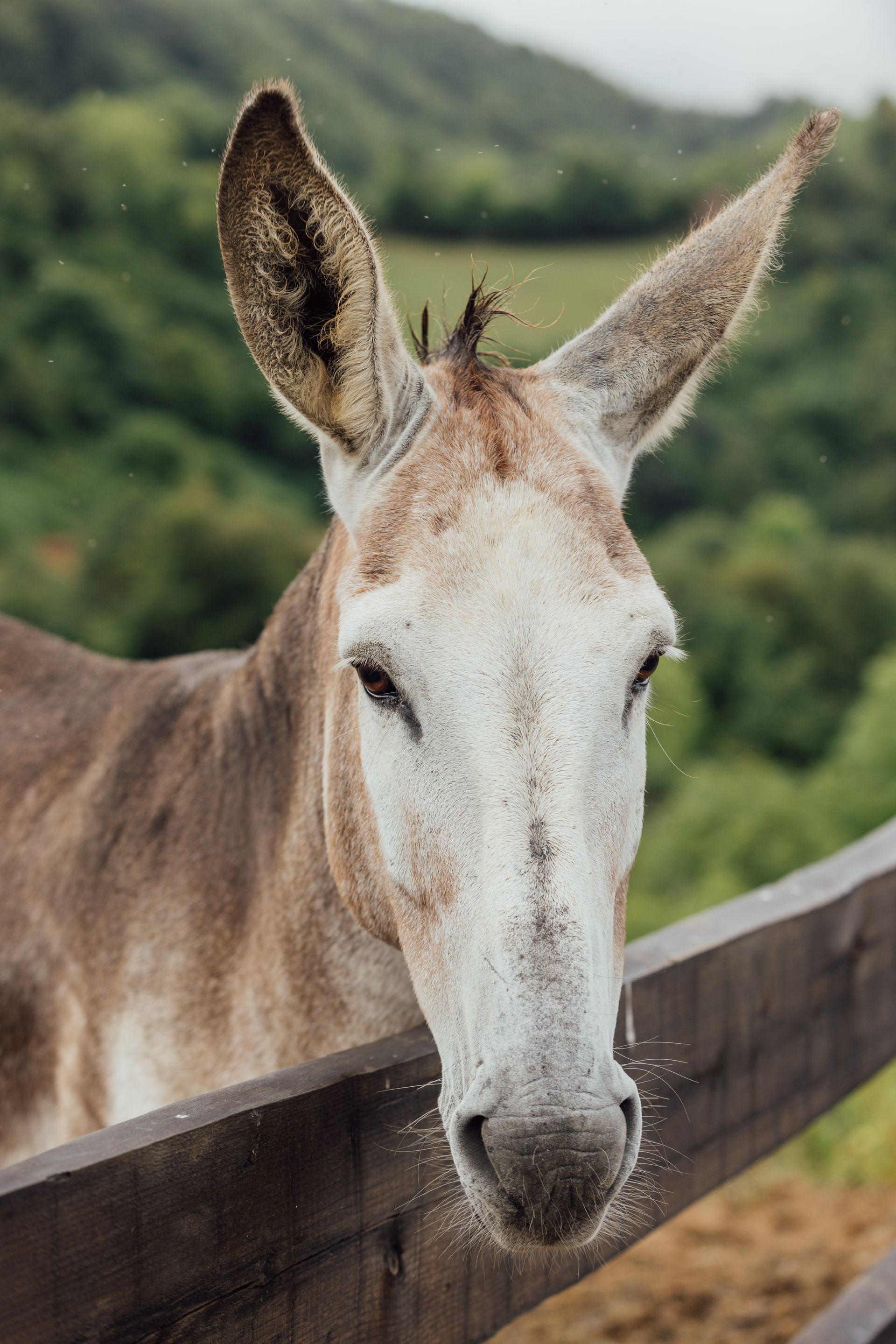 Donkey with light brown and white fur, looking at the camera. Leaning over a wooden fence.