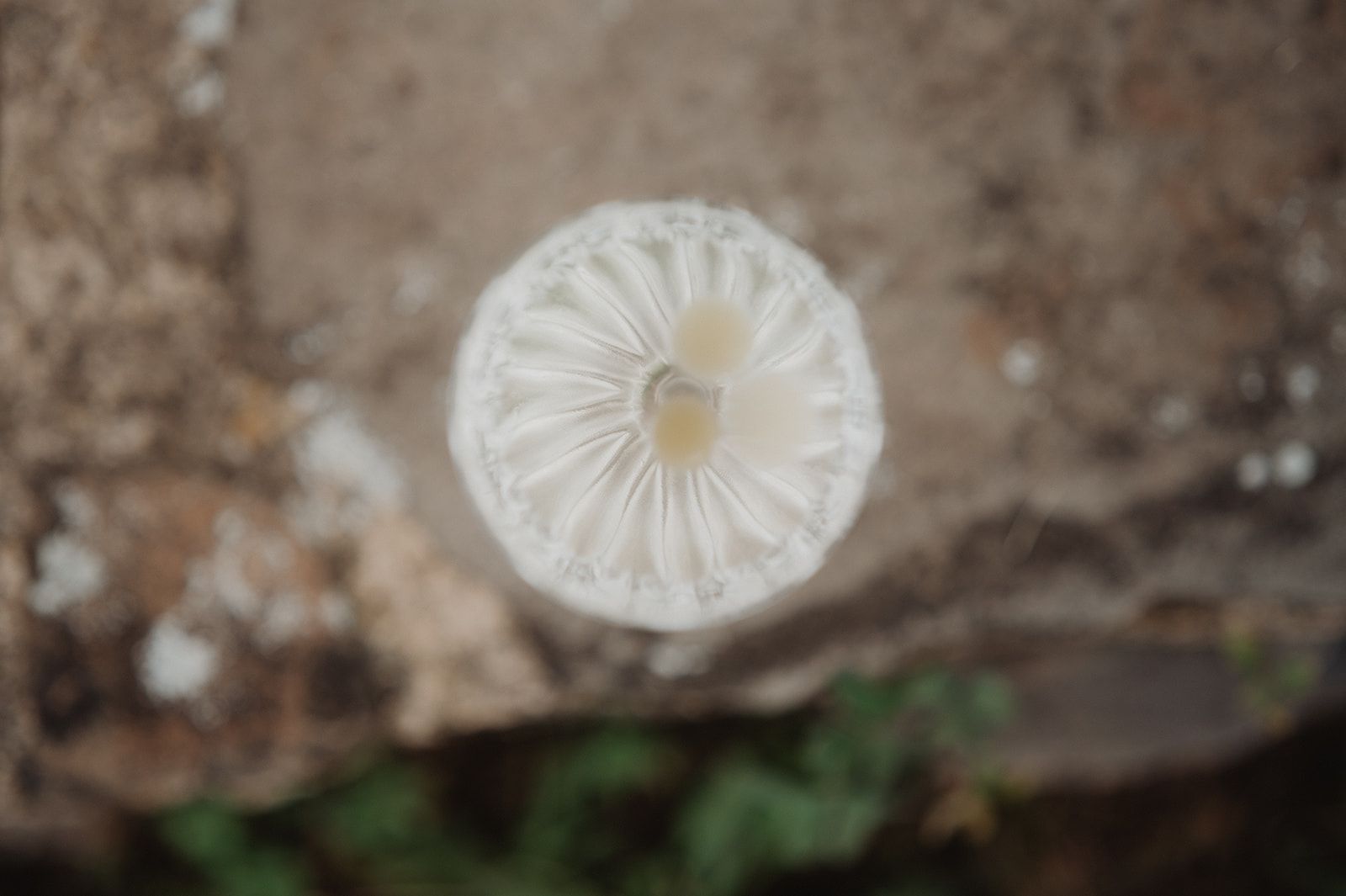 White mushroom with visible gills on a stone surface, top-down perspective.
