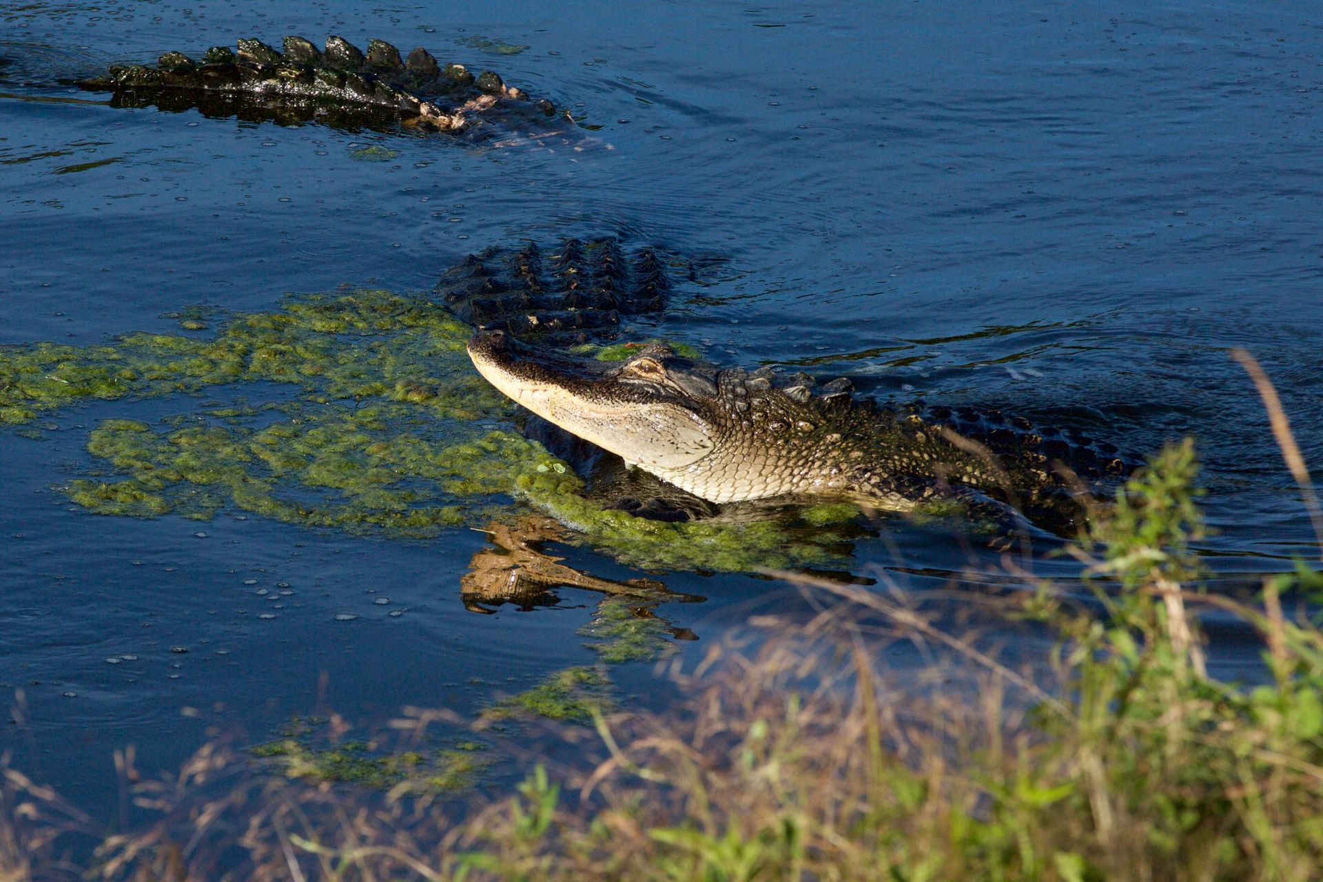 Sweetwater Wetlands Park: Photo Credit to Susannah Peddie from StayGainesville
Gator Mating Season