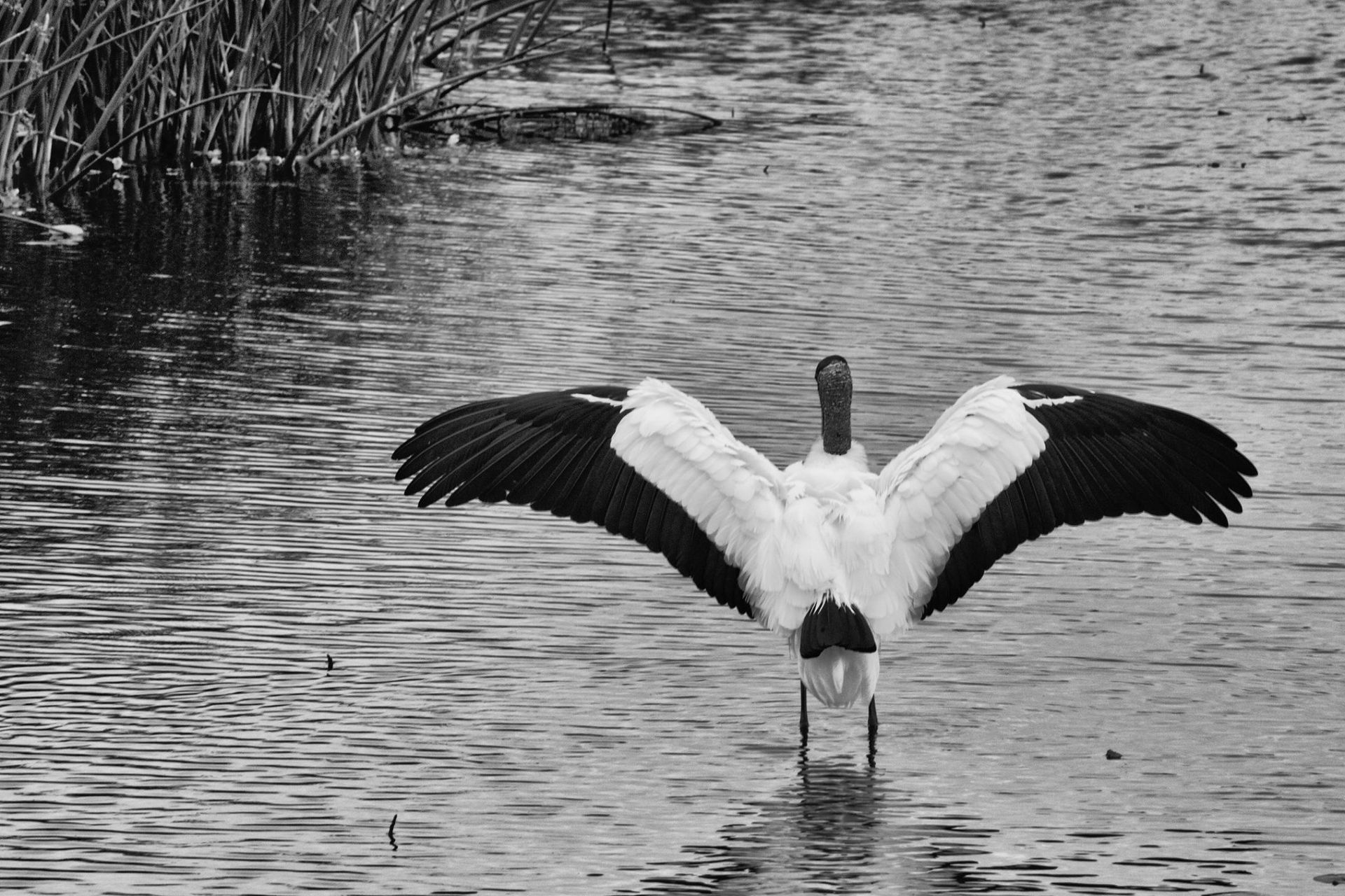 Nature sights in Gainesville, FL captured by Susannah Peddie, owner of StayGainesville.com.