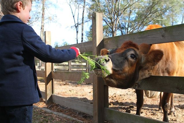 A young boy feeding a carrot to a cow at Morningside Nature Park.