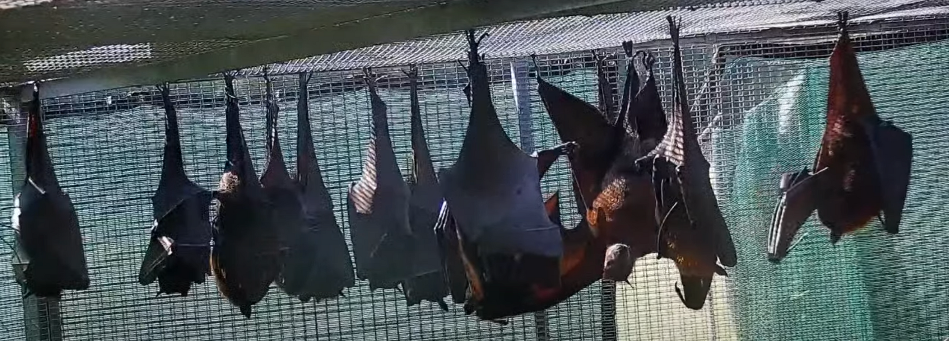 Lubee Bat Conservancy