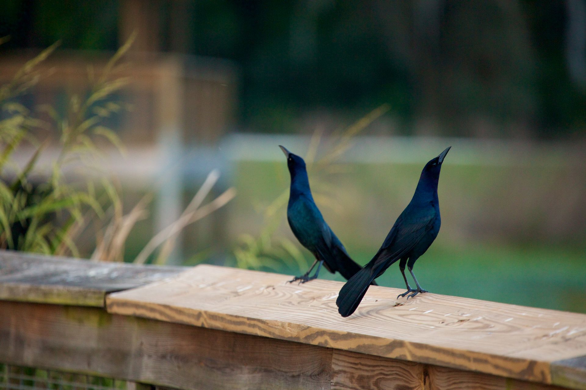 Sweetwater Wetlands Park