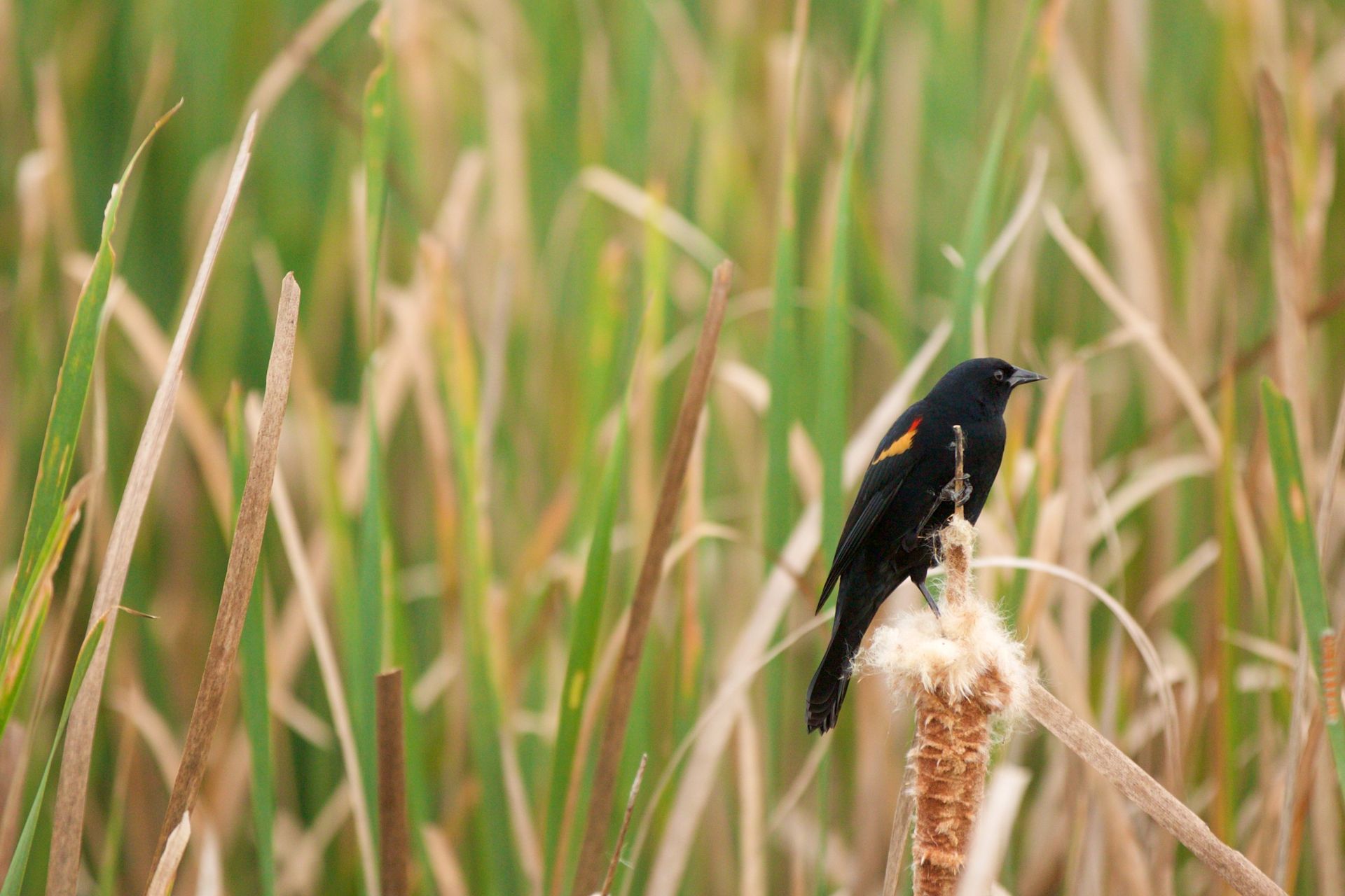 Sweetwater Wetlands Park