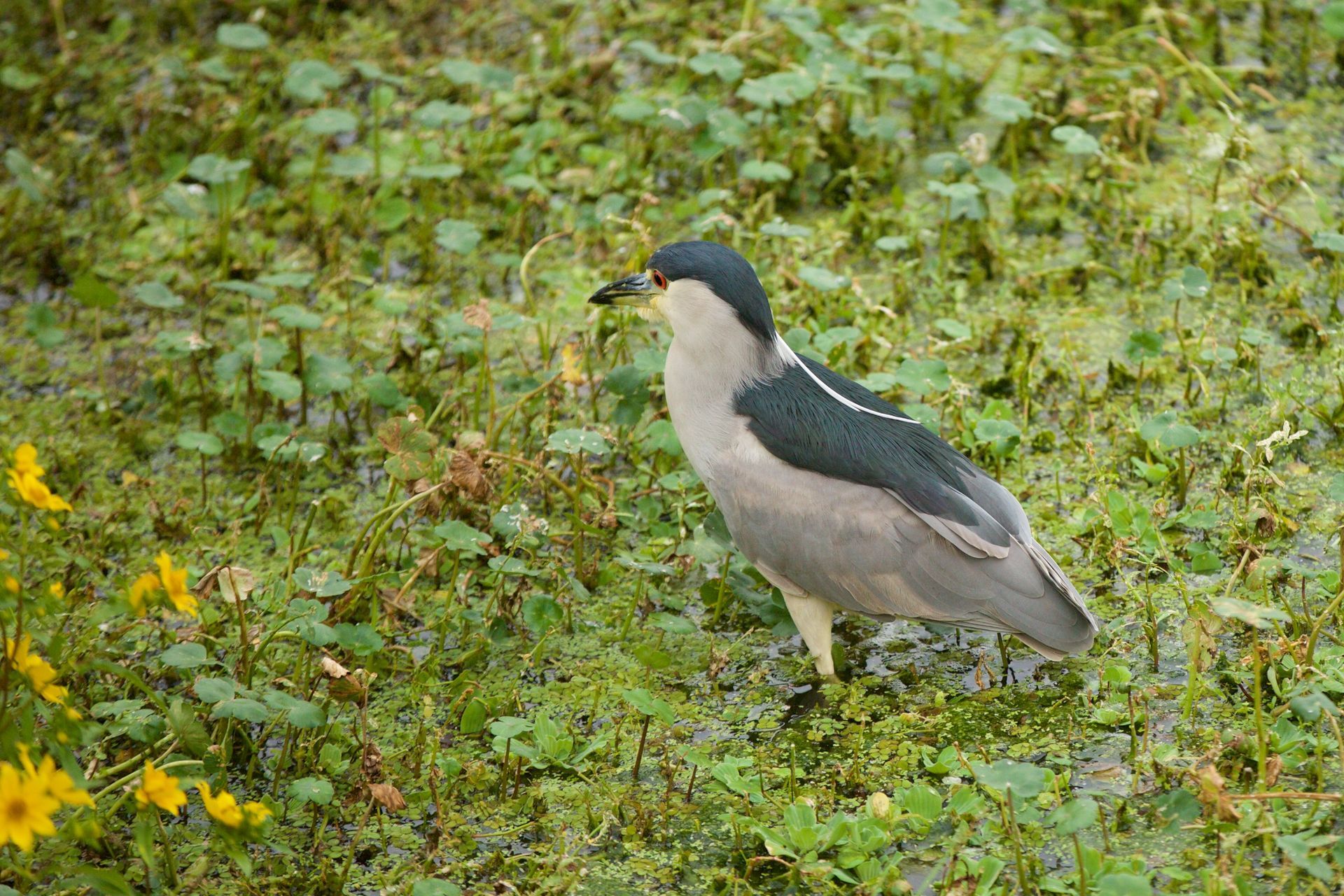 Sweetwater Wetlands Park