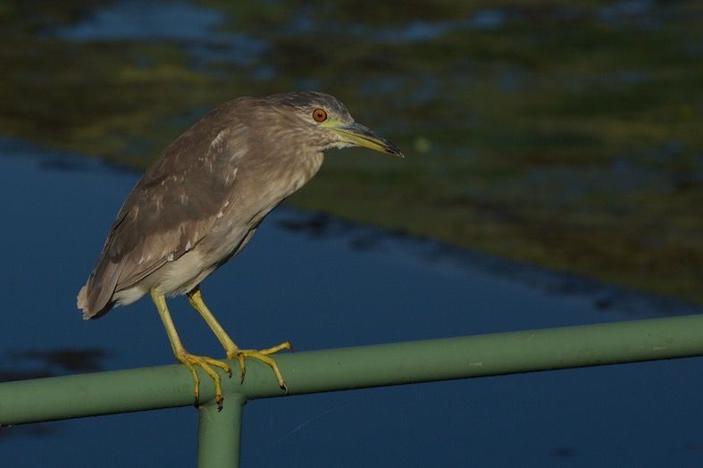 A bird sitting on a rail at Sweetwater Wetlands Park.