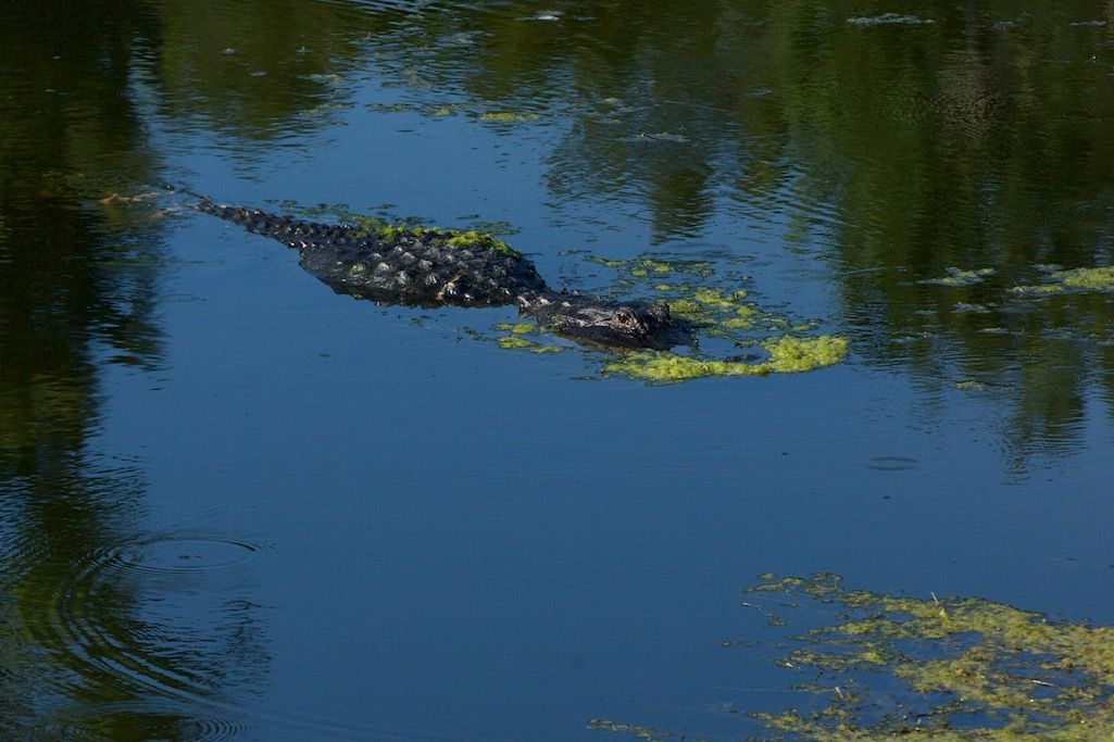 Budget Friendly - in Gainesville FL