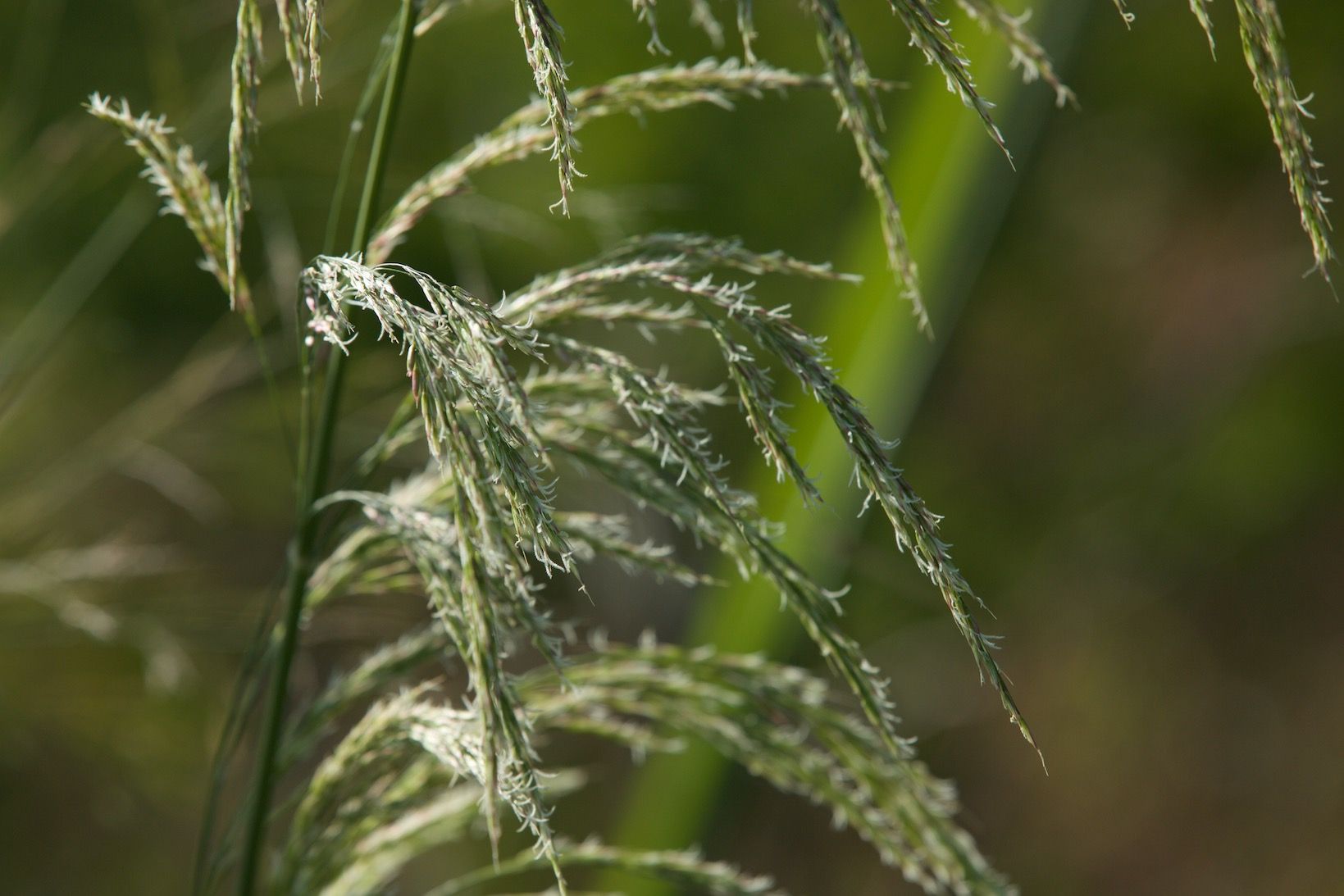 Plants at Sweetwater Wetlands Park.
