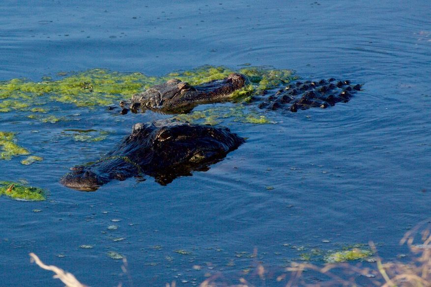 Male and female gators during mating season at Sweetwater Wetlands Park.