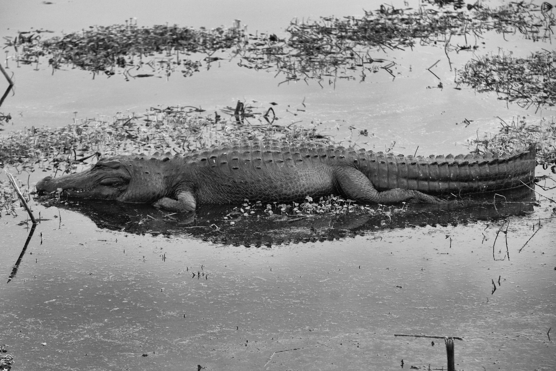 A gator at Sweetwater Wetlands Park.