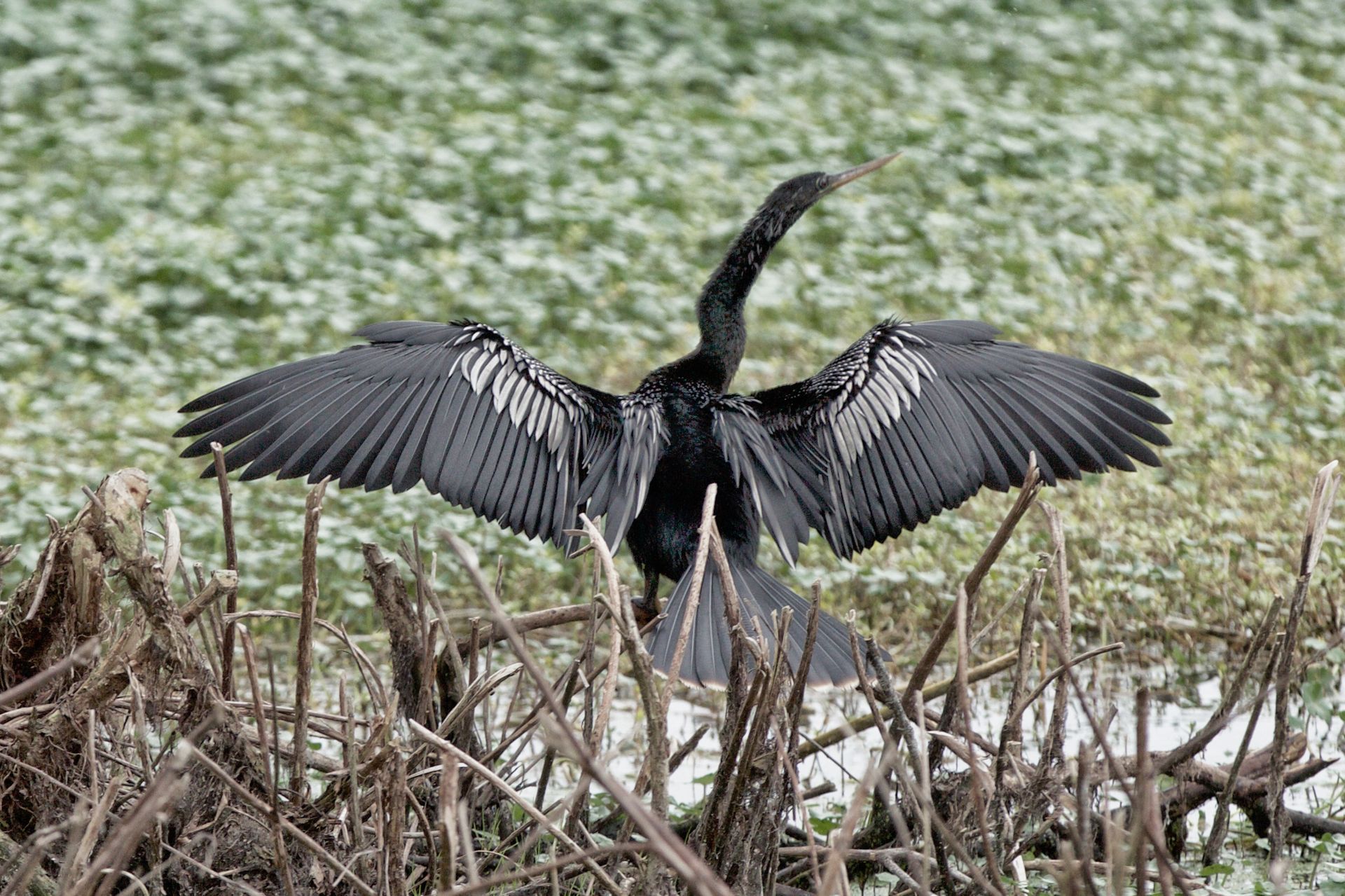 Sweetwater Wetlands Park