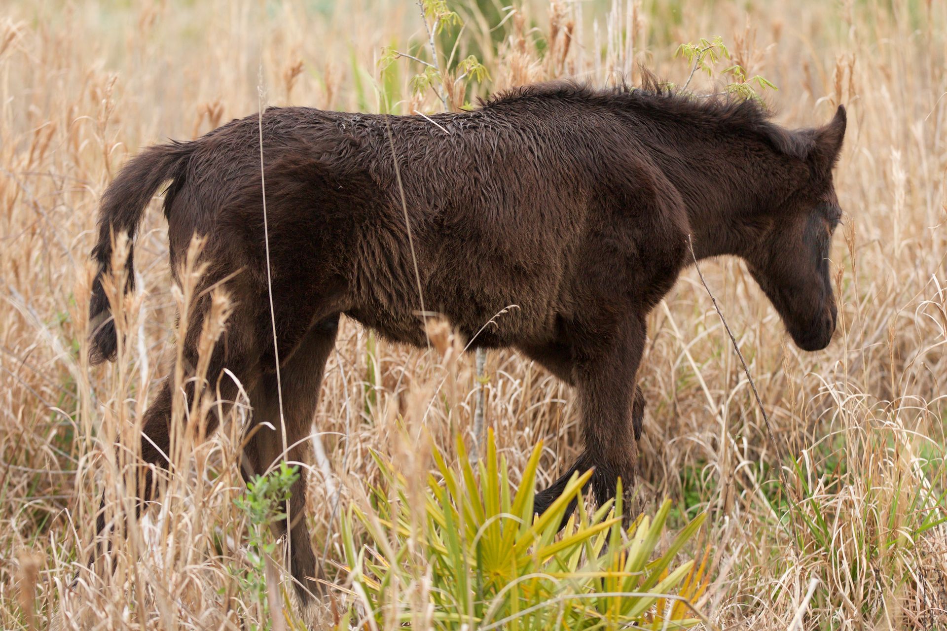 Wild Cracker Horses at Sweetwater Wetlands Park.