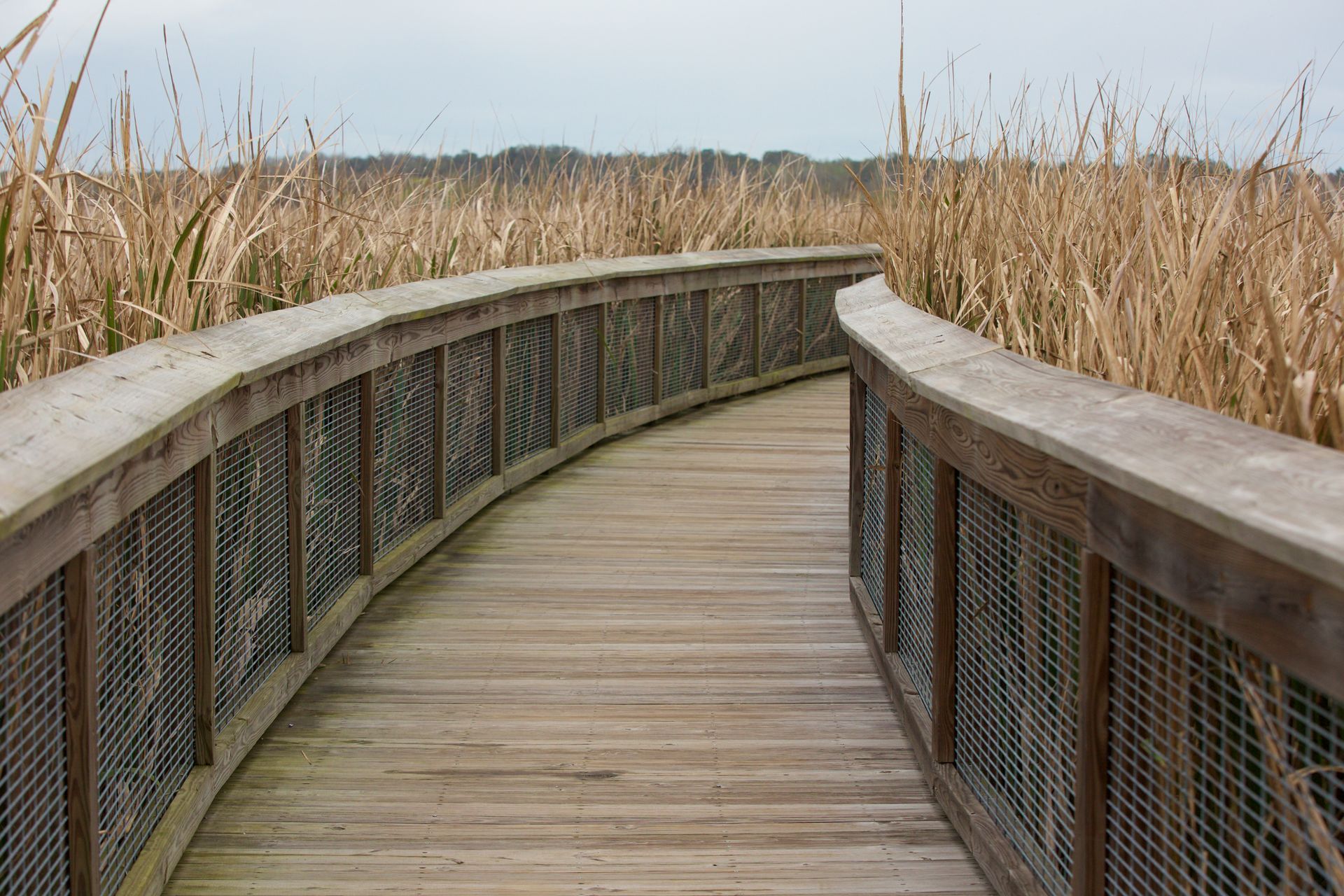 A boardwalk at Sweetwater Wetlands Park.