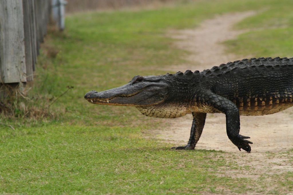 A gator on Paynes Prairie