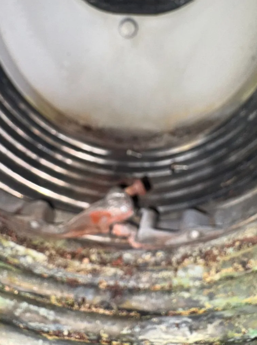 A small lizard or gecko inside a rusty corrugated metal pipe