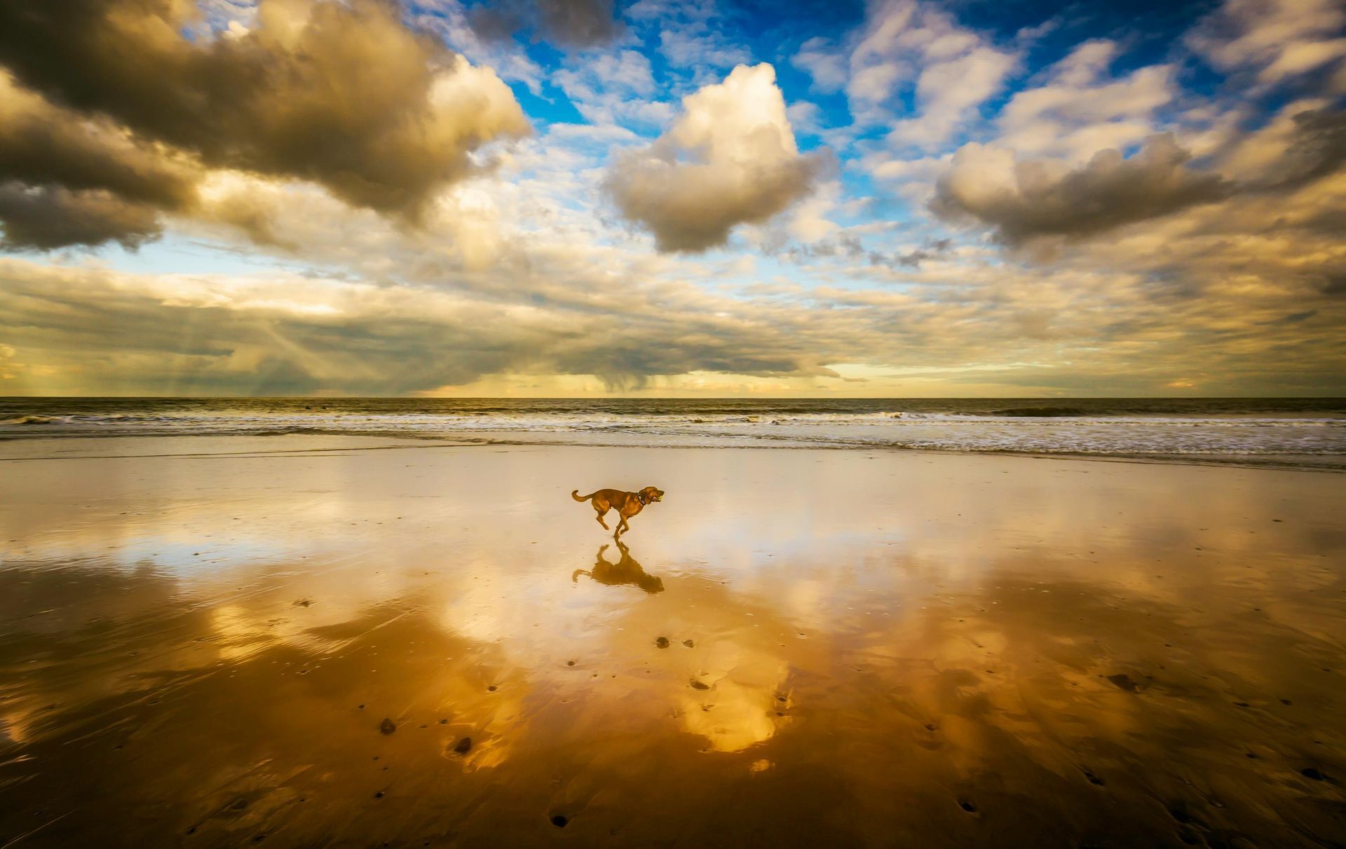 A dog is walking on a beach with a cloudy sky in the background.