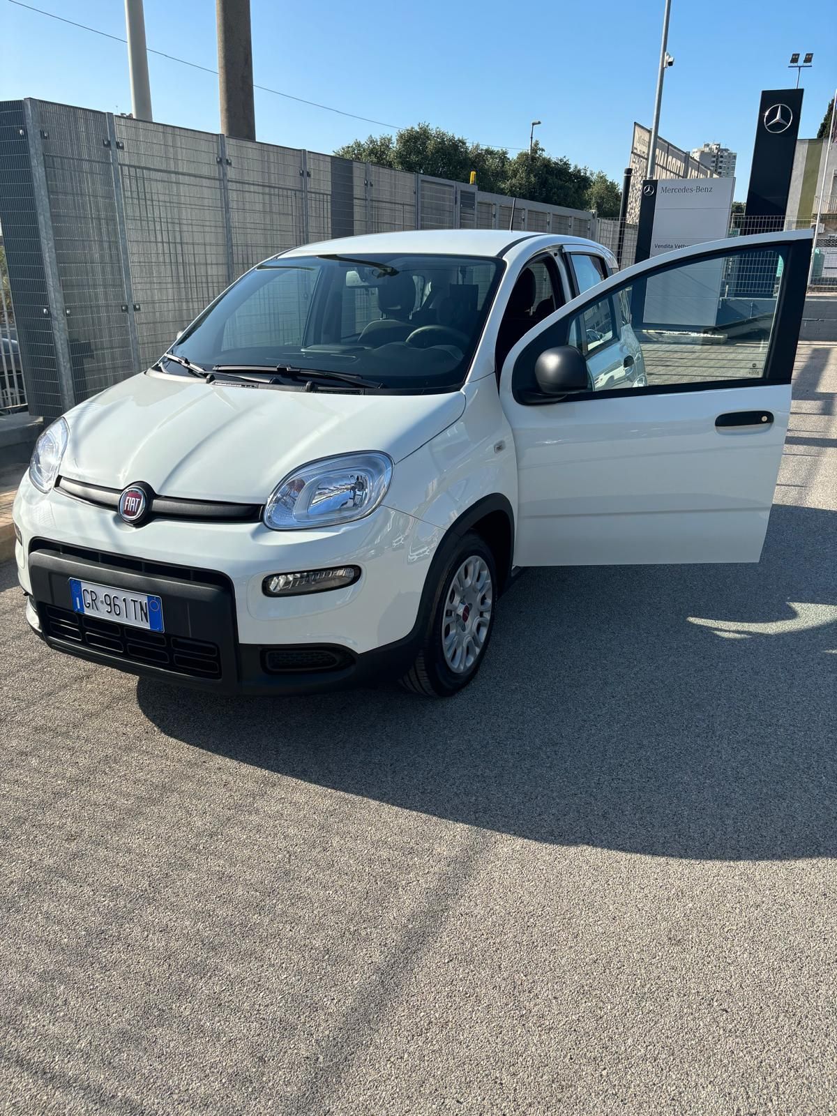 panda bianca a noleggio