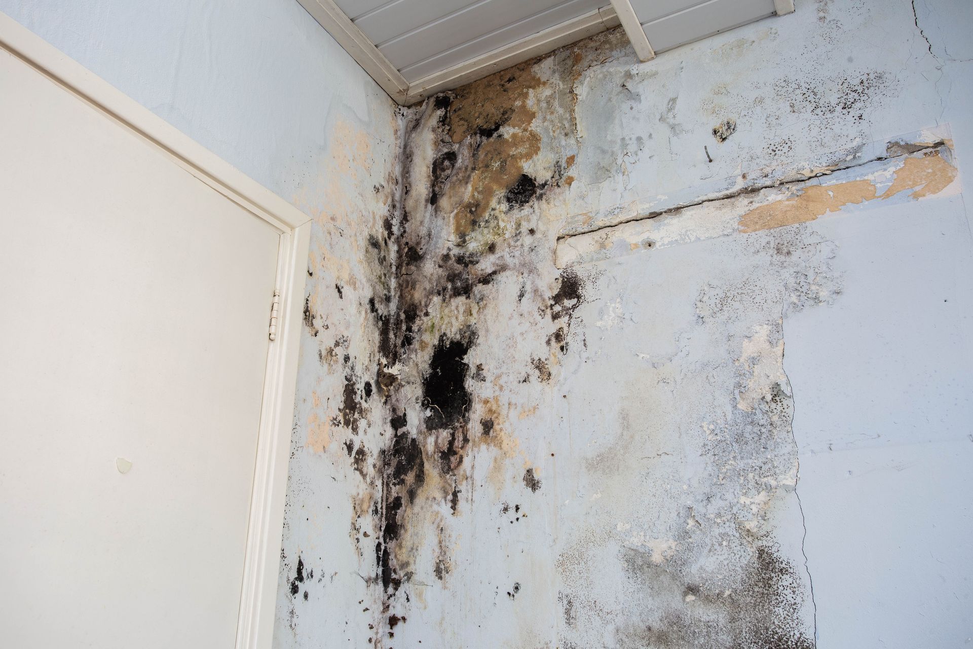 Mold and water damage on a white wall near the ceiling and doorframe
