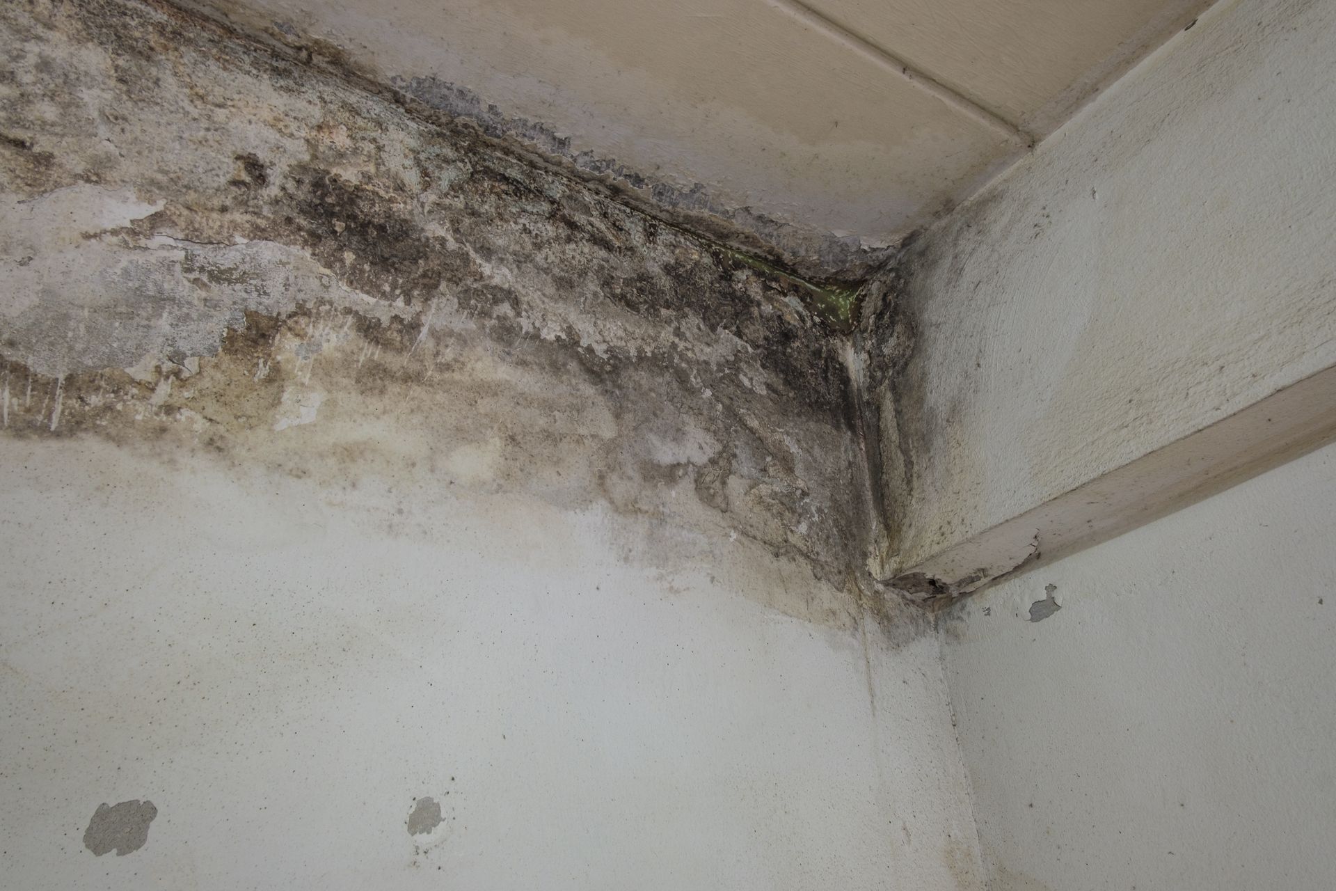 Water-damaged wall corner with black mold and peeling paint near the ceiling