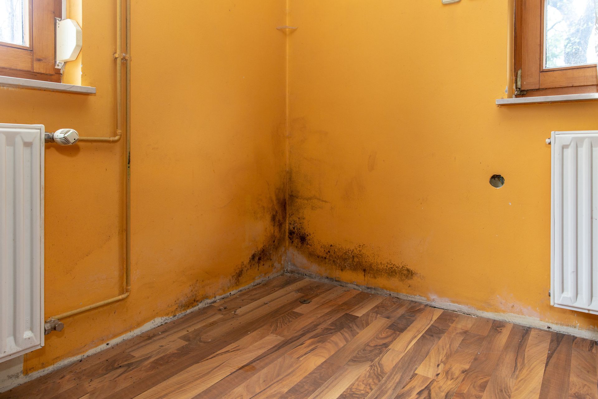 Yellow room corner with black mold on the walls and hardwood floor, flanked by two radiators and windows.