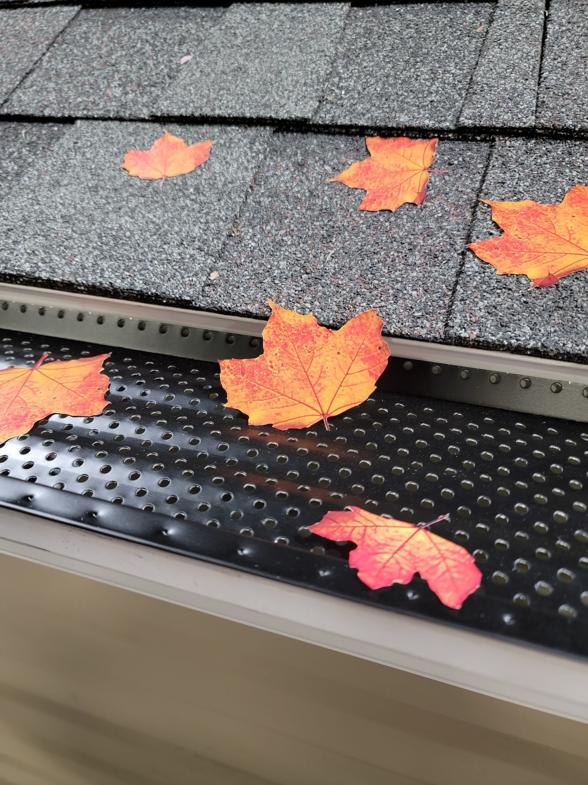 Autumn leaves on a shingled roof and black gutter guard with falling orange maple leaves