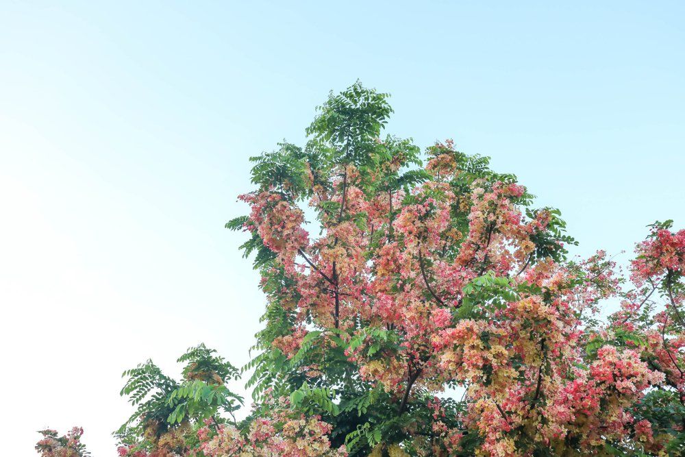 Chinese Flame Tree in Cannonvale — Whitsunday Drainage Contractors in Airlie Beach, QLD
