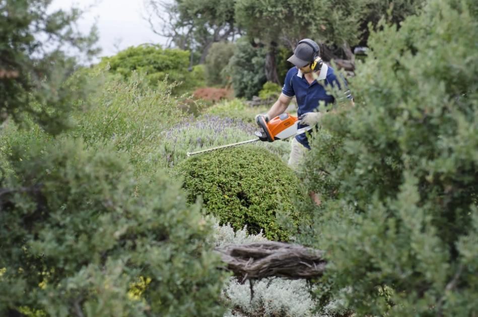 Hedge Trimming